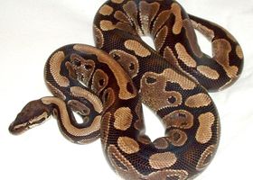 Image de la race Python royal