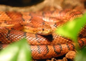 Image de la race Serpent des blés