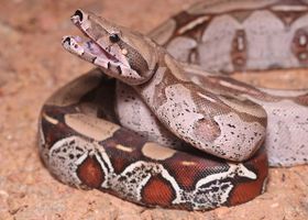 Image de la race Boa constrictor