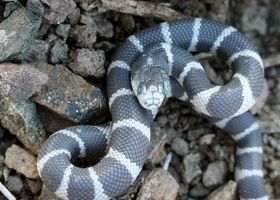 Image de la race Serpent roi de Californie