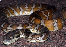 Image de la race Python tapis