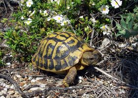 Image de la race Tortue d'Hermann
