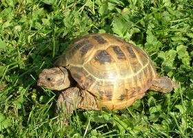 Image de la race Tortue de Horsfield