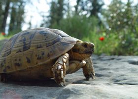 Image de la race Tortue grecque