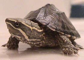 Image de la race Tortue musquée