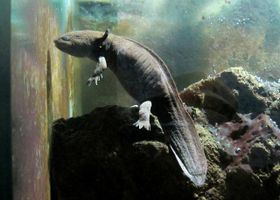 Image de la race Axolotl