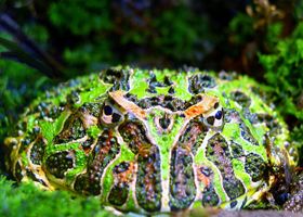 Image de la race Grenouille Pacman
