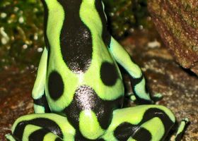 Image de la race Dendrobate