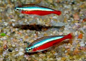 Image de la race Cardinalis