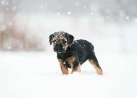 Image de la race Border Terrier