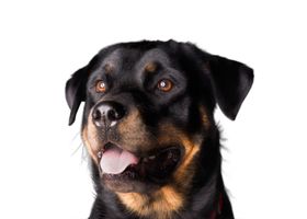 Image de la race Rottweiler
