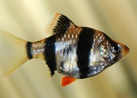 Image de la race Barbus de Sumatra