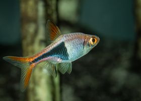 Image de la race Rasbora arlequin