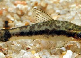 Image de la race Otocinclus