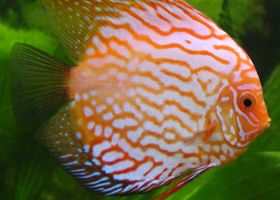 Image de la race Discus