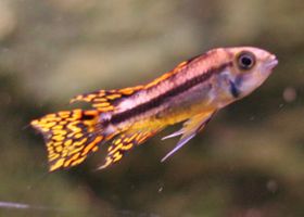 Image de la race Apistogramma cacatoès