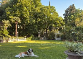 Image de la race Saint-Bernard