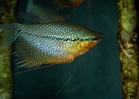 Image de la race Gourami perlé