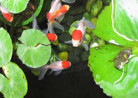 Image de la race Poisson rouge Oranda