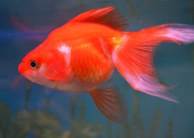 Image de la race Poisson rouge Ryukin