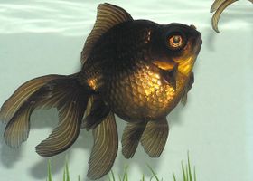 Image de la race Poisson rouge Télescope