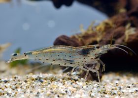 Image de la race Crevette Amano