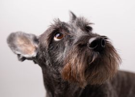 Image de la race Schnauzer