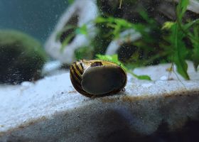 Image de la race Escargot Neritina