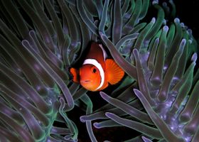 Image de la race Poisson-clown