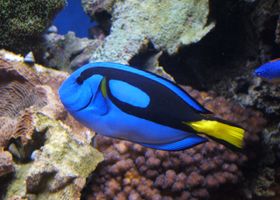 Image de la race Chirurgien bleu