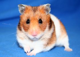 Image de la race Hamster doré