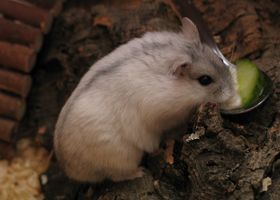 Image de la race Hamster nain russe