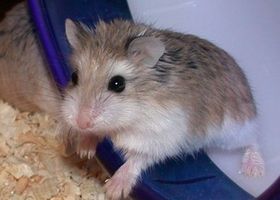 Image de la race Hamster de Roborovski