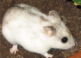 Image de la race Hamster chinois