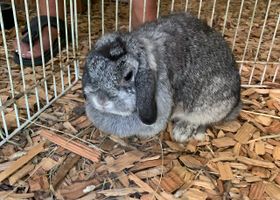 Image de la race Lapin Nain Bélier