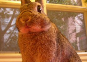 Image de la race Lapin Nain Néerlandais