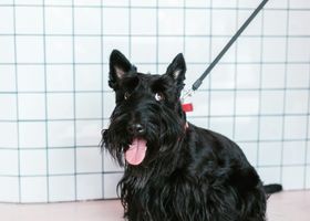 Image de la race Scottish Terrier
