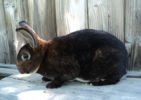 Image de la race Lapin Rex