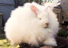 Image de la race Lapin Angora