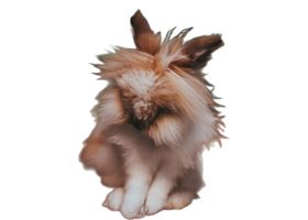 Image de la race Lapin Tête de Lion