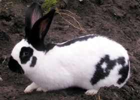 Image de la race Lapin Papillon