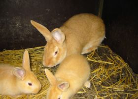 Image de la race Lapin Fauve de Bourgogne