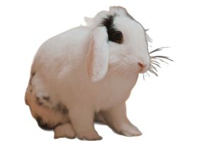 Image de la race Lapin Bélier Français