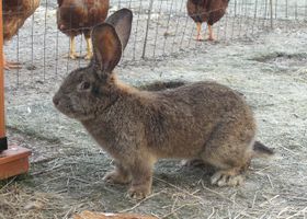 Image de la race Lapin Géant des Flandres
