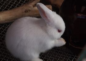 Image de la race Lapin Hermine