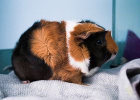 Image de la race Cochon d'Inde Abyssin