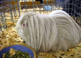 Image de la race Cochon d'Inde Péruvien