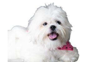 Image de la race Shih Tzu