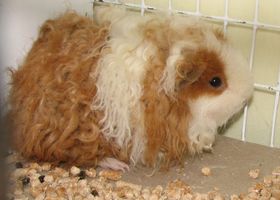 Image de la race Cochon d'Inde Texel