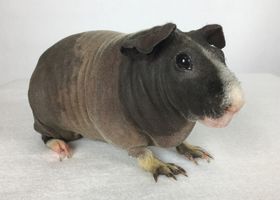 Image de la race Cochon d'Inde Skinny